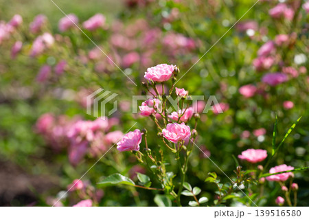 A relaxing and romantic scene in the garden, featuring many beautiful pink climbing roses. Pink roses are a variety of Rouletii A relaxing and romantic scene in the garden, featuring many beautiful pink climbing roses. Pink roses are a variety of Rouletii 139516580
