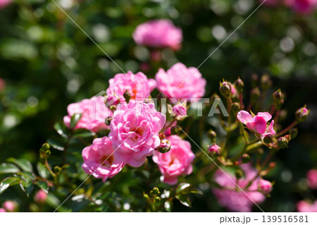 A relaxing and romantic scene in the garden, featuring many beautiful pink climbing roses. Pink roses are a variety of Rouletii 139516581