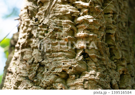 Quercus suber textured bark close up Quercus suber textured bark close up 139516584
