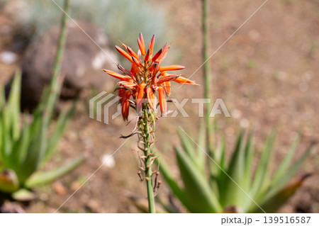Close up of blooming aloe vera red flower 139516587