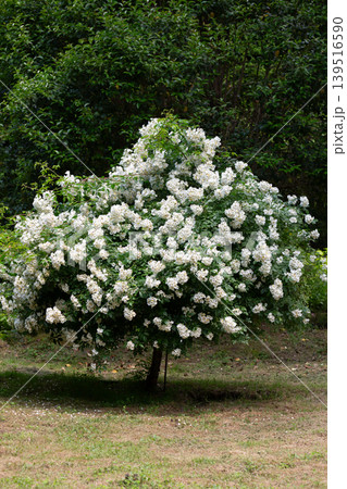 Multiflora rose (Rosa multiflora), a vigorous, thorny shrub with small white flowers in clusters. Common in hedgerows, wood edges, and fields; native to Asia, now widespread and invasive. Multiflora rose (Rosa multiflora), a vigorous, thorny shrub with small white flowers in clusters. Common in hedgerows, wood edges, and fields; native to Asia, now widespread and invasive. 139516590
