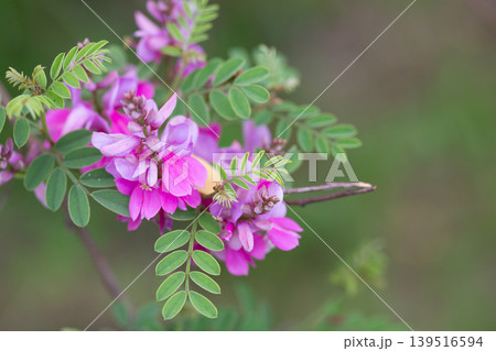Close-up view of a flowering Himalayan indigo (Indigofera heterantha) selective focus. 139516594