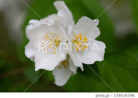 Close-up Celindo flower or Philadelphus coronarius is a widely cultivated popular ornamental plant Close-up Celindo flower or Philadelphus coronarius is a widely cultivated popular ornamental plant 139516596