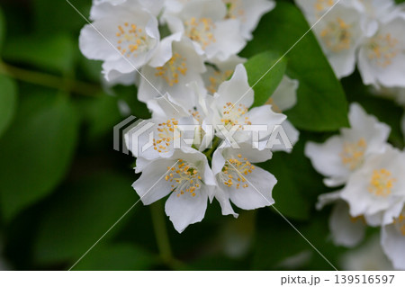 Close-up Celindo flower or Philadelphus coronarius is a widely cultivated popular ornamental plant Close-up Celindo flower or Philadelphus coronarius is a widely cultivated popular ornamental plant 139516597