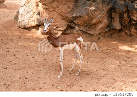 Elegant Gazelle Standing Near Rocky Outcrop 139517209
