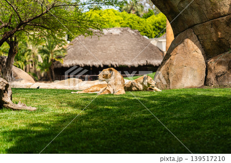 Lionesses Resting in the Shade on a Sunny Day 139517210