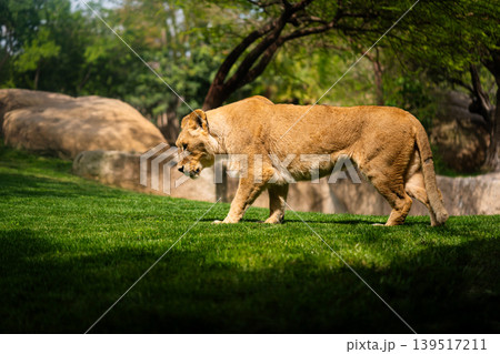 Lionesses Resting in the Shade on a Sunny Day 139517211