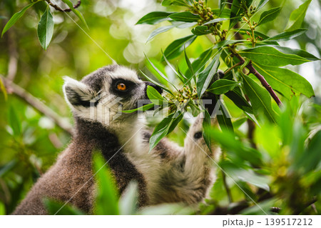 Ring-Tailed Lemur Exploring in Dense Green Foliage 139517212