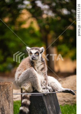 A shot of ring tailed lemur 139517216