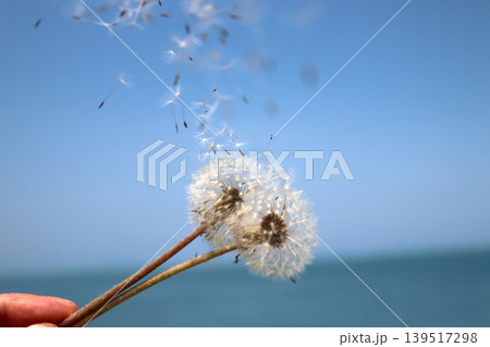Dandelion in hand in front of blue sky Dandelion in hand in front of blue sky 139517298