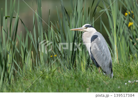 Grey Heron Standing in Wetland Reeds Grey Heron Standing in Wetland Reeds 139517384