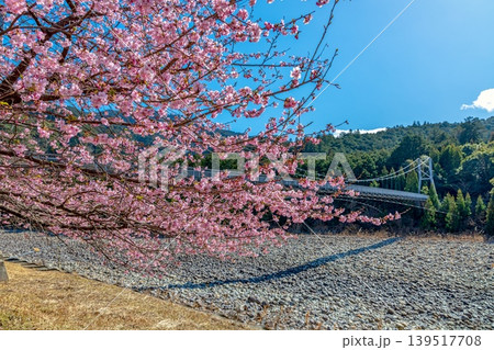 銚子川の河津桜 (2月　晴れ) 139517708
