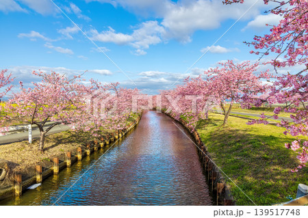 笠松河津桜ロード (2月 晴れ) 笠松河津桜ロード (2月 晴れ) 139517748