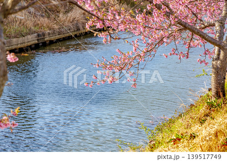 笠松河津桜ロード (2月 晴れ) 笠松河津桜ロード (2月 晴れ) 139517749