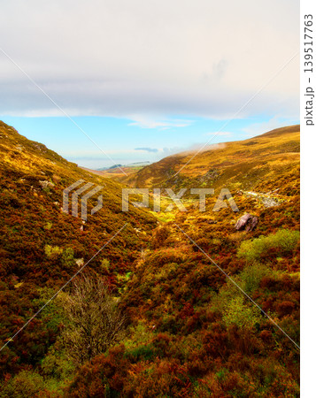 A winding path through a vibrant, sun-drenched moorland. A winding path through a vibrant, sun-drenched moorland. 139517763