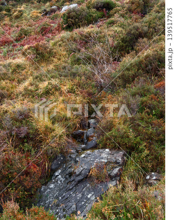 A small stream flows over dark rocks and through dense mountain vegetation including orange ferns and green shrubs. A small stream flows over dark rocks and through dense mountain vegetation including orange ferns and green shrubs. 139517765