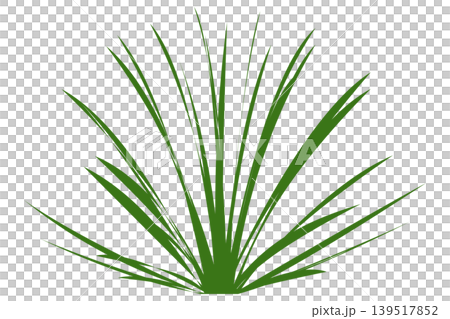 Green grass tuft isolated on transparent background, plant cutout Green grass tuft isolated on transparent background, plant cutout 139517852
