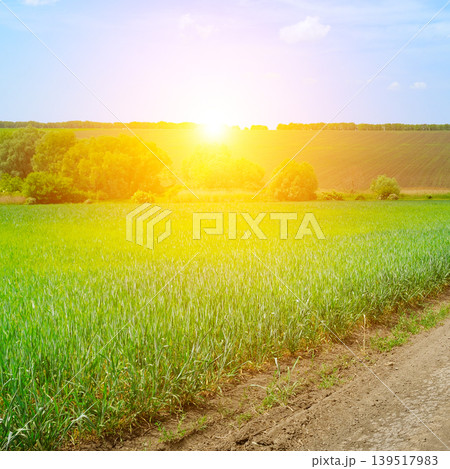 Bright Summer Sunrise over Green Wheat Field and Rural Landscape Bright Summer Sunrise over Green Wheat Field and Rural Landscape 139517983