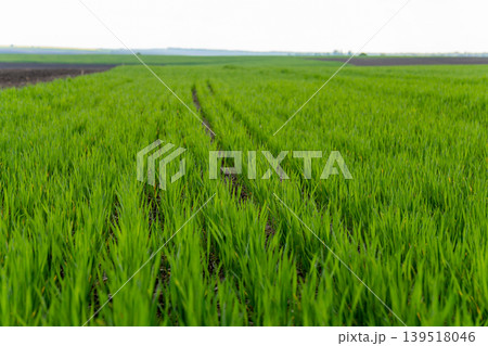 Rows of young rice plants grow tall in a green field during spring with clear paths visible in the soft soil around them Rows of young rice plants grow tall in a green field during spring with clear paths visible in the soft soil around them 139518046