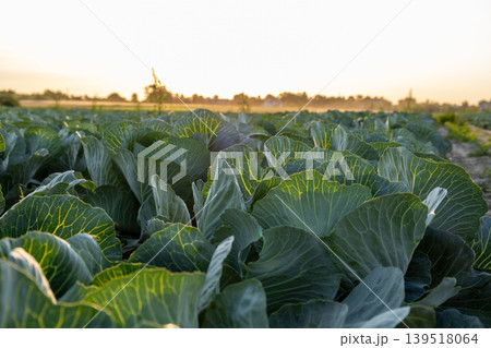 Rows of green cabbage plants grow in a field as the sun sets in the background over the countryside landscape Rows of green cabbage plants grow in a field as the sun sets in the background over the countryside landscape 139518064