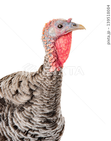 portrait female turkey stand on white background portrait female turkey stand on white background 139518084