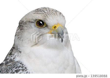 falco rusticolus isolated on white background 139518088