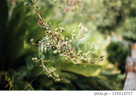 Green branch with budding flowers and leaves against a blurred background of lush greenery in a natural outdoor setting Green branch with budding flowers and leaves against a blurred background of lush greenery in a natural outdoor setting 139518757