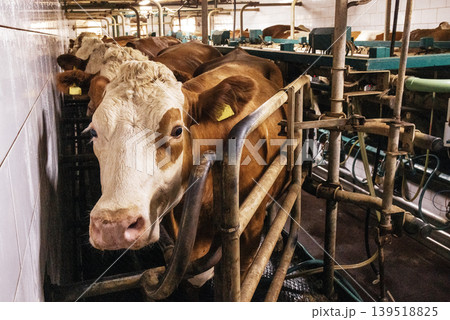 Cows in pens on a modern dairy farm. Animals in a cowshed at an agricultural enterprise. Mechanized milking of cattle. Cows in pens on a modern dairy farm. Animals in a cowshed at an agricultural enterprise. Mechanized milking of cattle. 139518825