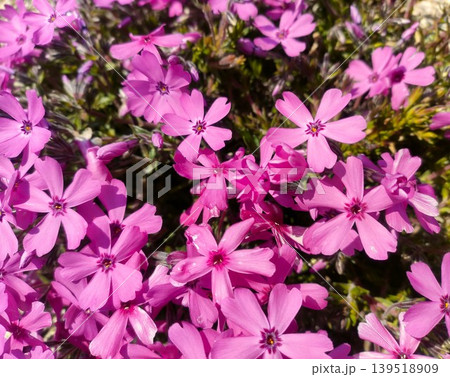 満開の芝桜 満開の芝桜 139518909