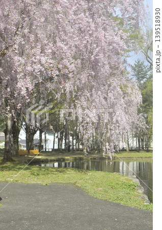日本 新潟 越後湯沢 中央公園 枝垂れ桜 日本 新潟 越後湯沢 中央公園 枝垂れ桜 139518930