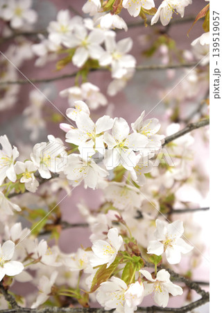 満開の桜 クローズアップ 満開の桜 クローズアップ 139519057