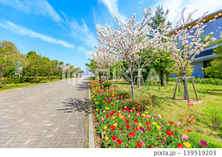 東京　江東区 青海　シンボルプロムナード公園（センタープロムナード） 139519203