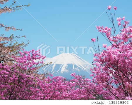 山梨県 ミツバツツジと春の富士 4月 山梨県 ミツバツツジと春の富士 4月 139519302