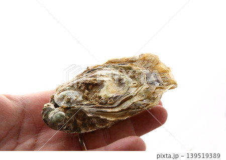 aw Oysters Seafood Gourmet Dish aw Oysters Seafood Gourmet Dish 139519389