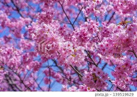 満開の陽光桜と青空の春の背景素材 満開の陽光桜と青空の春の背景素材 139519629