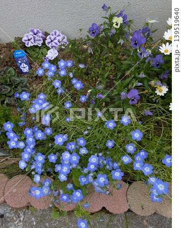 可憐なネモフィラ ブルーフラワー 可憐なネモフィラ ブルーフラワー 139519640