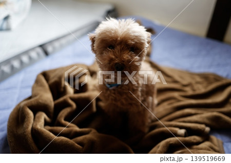 茶色い掛け布団の上に座るボサボサ毛のトイプードル。ペット犬の愛らしい表情 139519669