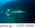 沈船を泳ぐシロワニ　東京都　小笠原 139519886