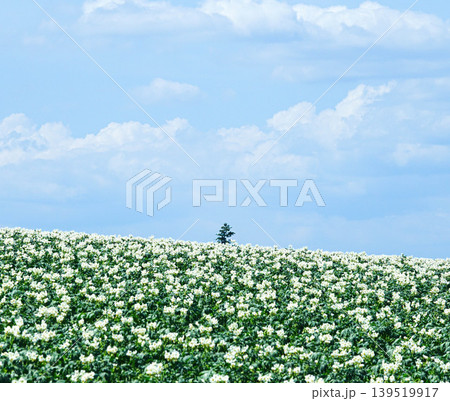 青空と爽やかな風を感じる夏の北海道美瑛町のジャガイモ畑の風景 青空と爽やかな風を感じる夏の北海道美瑛町のジャガイモ畑の風景 139519917
