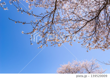 快晴の青空に映える満開の桜 a-1 快晴の青空に映える満開の桜 a-1 139520009