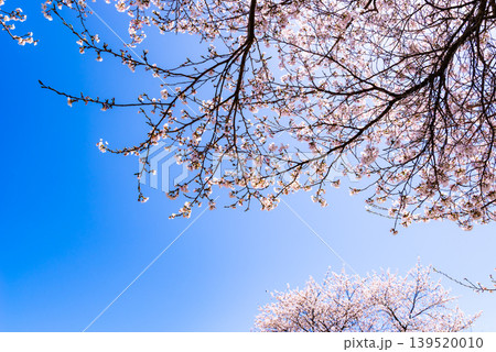 快晴の青空に映える満開の桜 a-2 高彩度コントラスト 快晴の青空に映える満開の桜 a-2 高彩度コントラスト 139520010