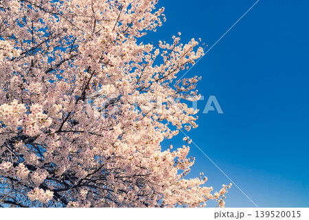 快晴の青空に映える満開の桜　b-3 暖色寒色強調 139520015