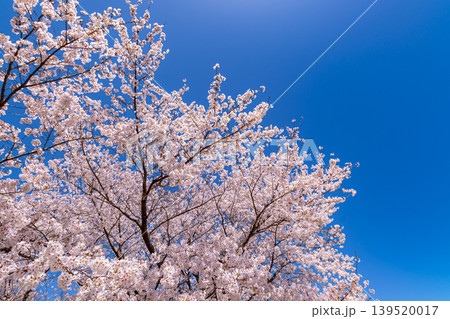 快晴の青空に映える満開の桜　c-1 139520017