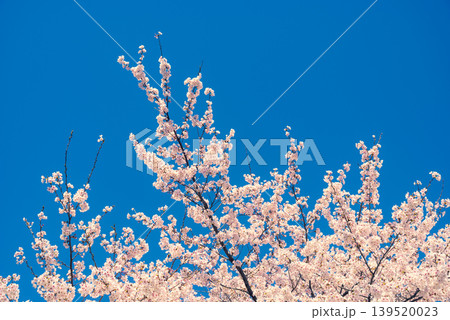 快晴の青空に映える満開の桜　d-3 暖色寒色強調 139520023