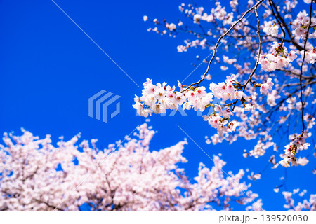 快晴の青空に映える満開の桜　f-2 高彩度コントラスト 139520030