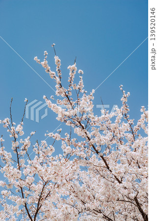 快晴の青空に映える満開の桜 i-4 フィルム調 快晴の青空に映える満開の桜 i-4 フィルム調 139520146