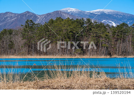 弁天沼の水辺 弁天沼の水辺 139520194