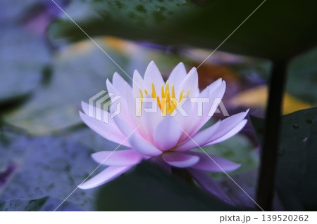 水面に浮かぶ睡蓮の花 139520262