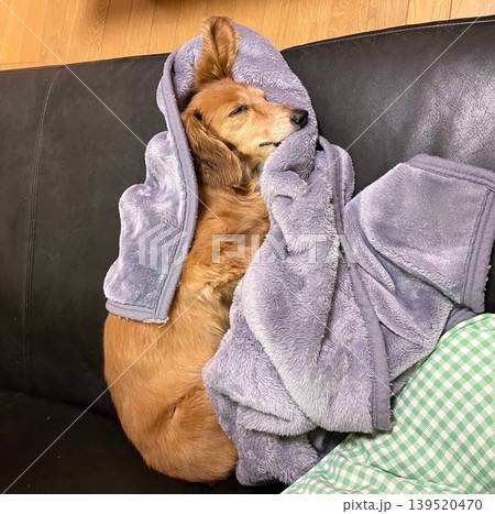 寝る犬 寝る犬 139520470