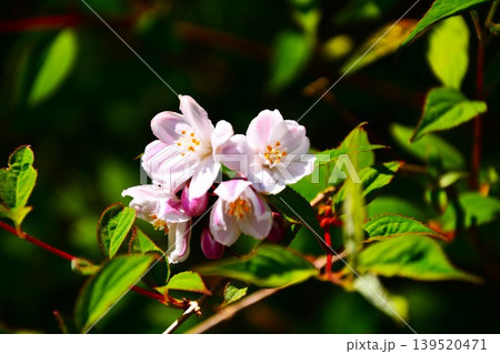 ヒメウツギの花 139520471